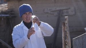 ТОҢ РАЙОНУНДА МАЛ ООРУЛАРЫНЫН АЛДЫН АЛУУ ИШТЕРИ ТУРУКТУУ ЖҮРҮП ЖАТАТ